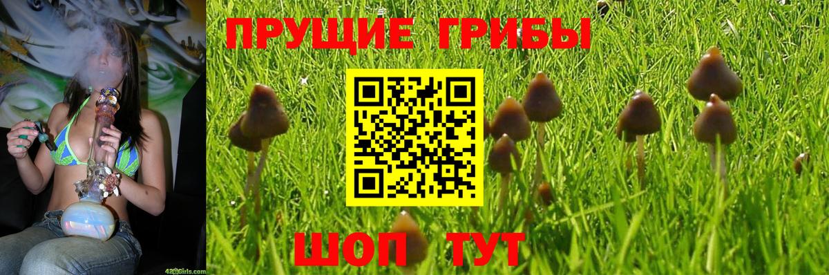 Псилоцибиновые грибы прущие грибы Грозный